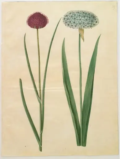 Allium sphaerocephalon (middelhavs-prydløg); Allium nigrum (sort løg)