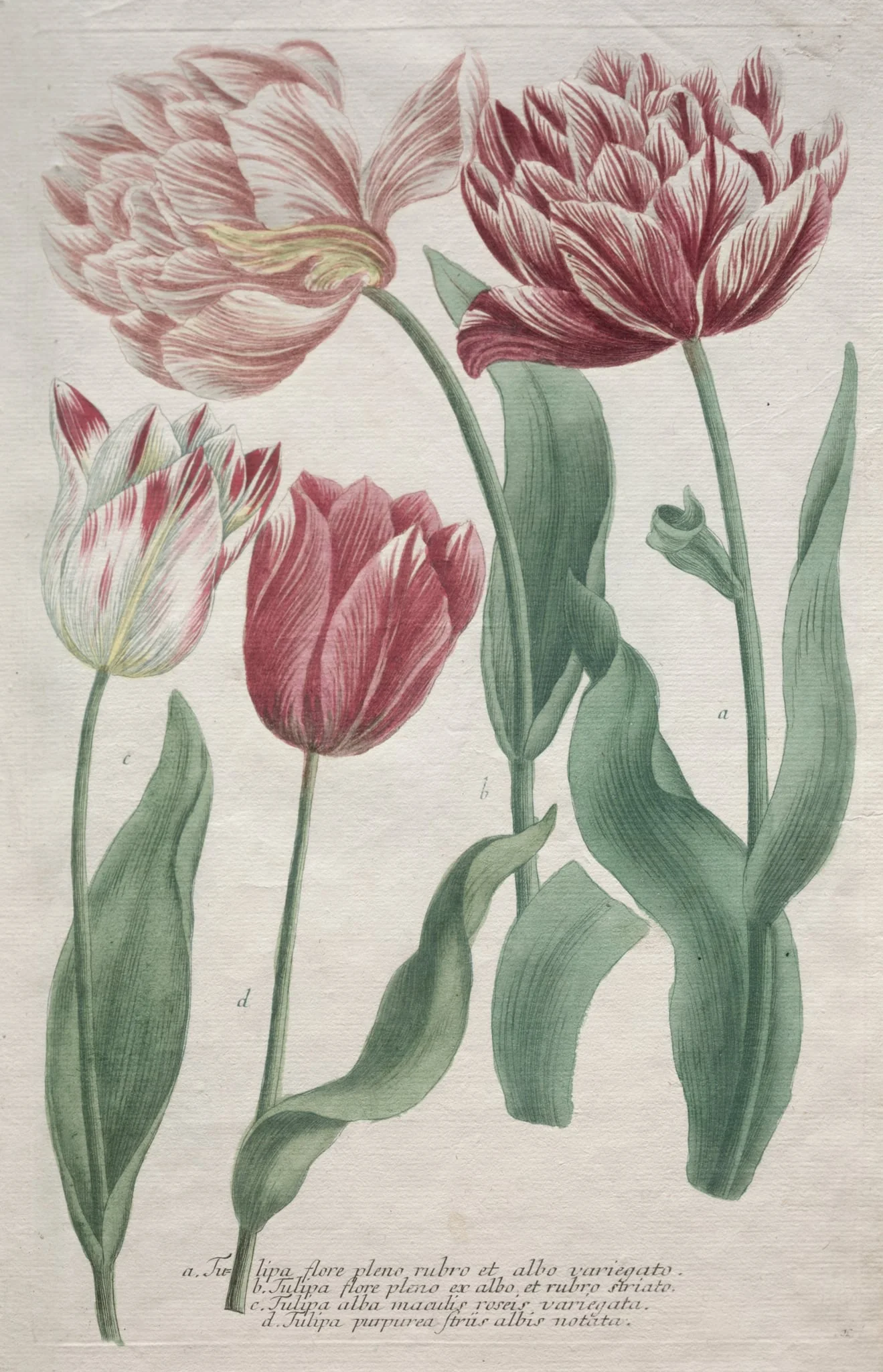 Tulips