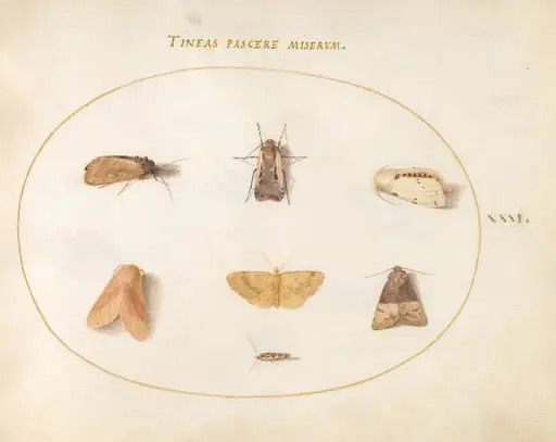 Plate 31: Seven Moths