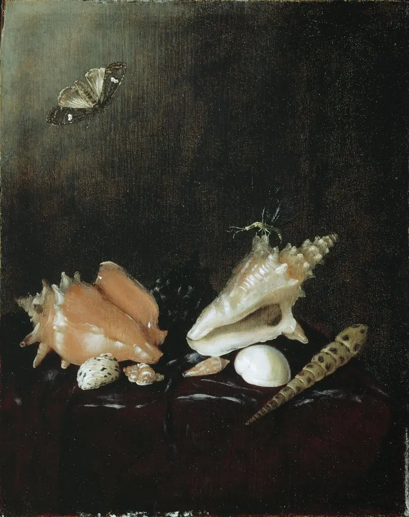 Still Life with Shells and Insects