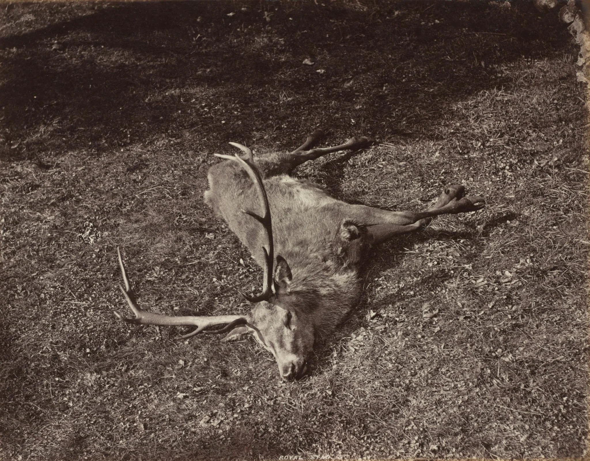 The Royal Stag, by James Valentine, 1870