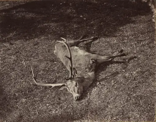 The Royal Stag