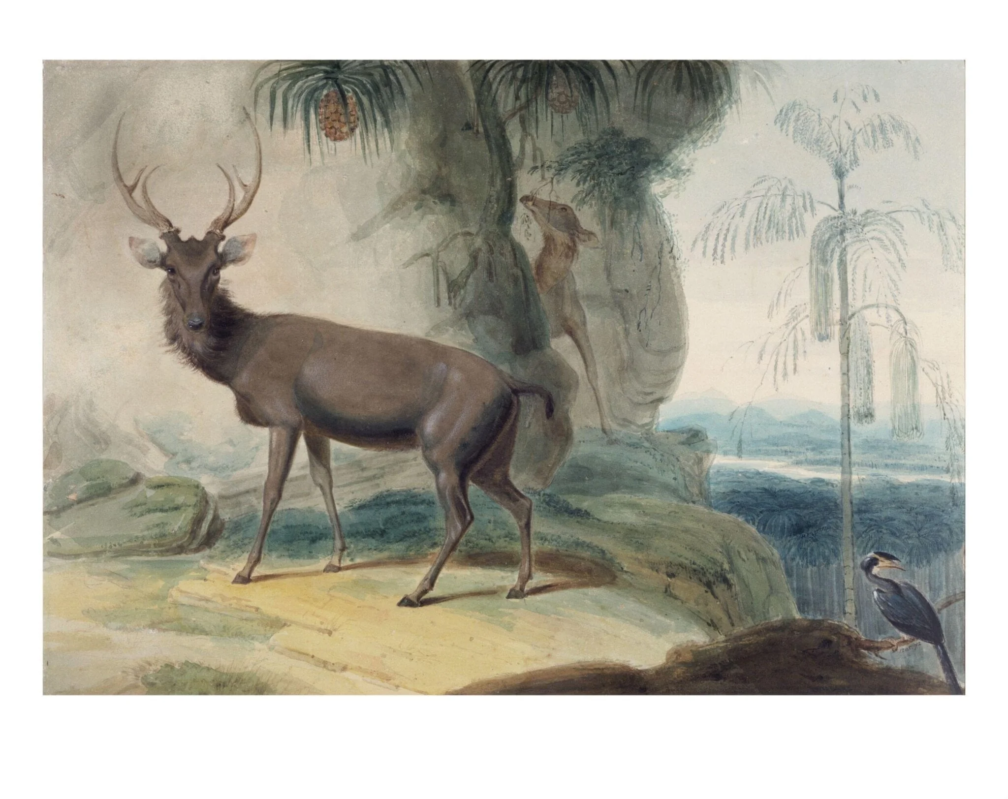 Elks (Gona), wild pineapple, caryota palm and rhinoceros bird
