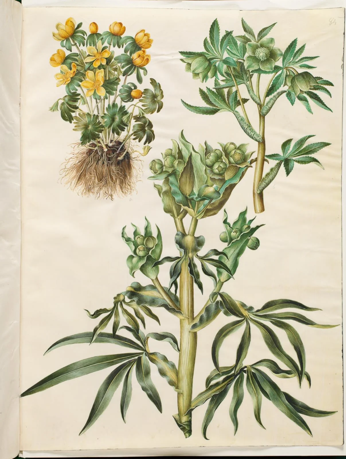 Eranthis hyemalis (have-erantis); Helleborus viridis (grøn nyserod); Helleborus foetidus (stinkende nyserod), by Unknown, unspecified, 1654
