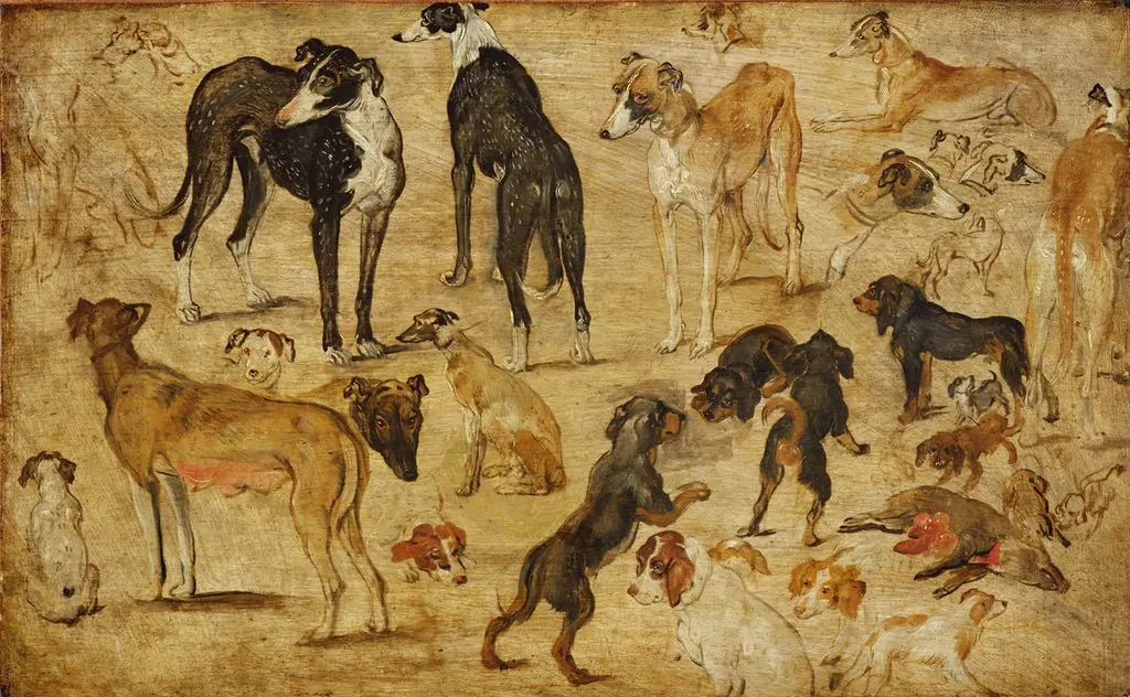 Studies of Dogs