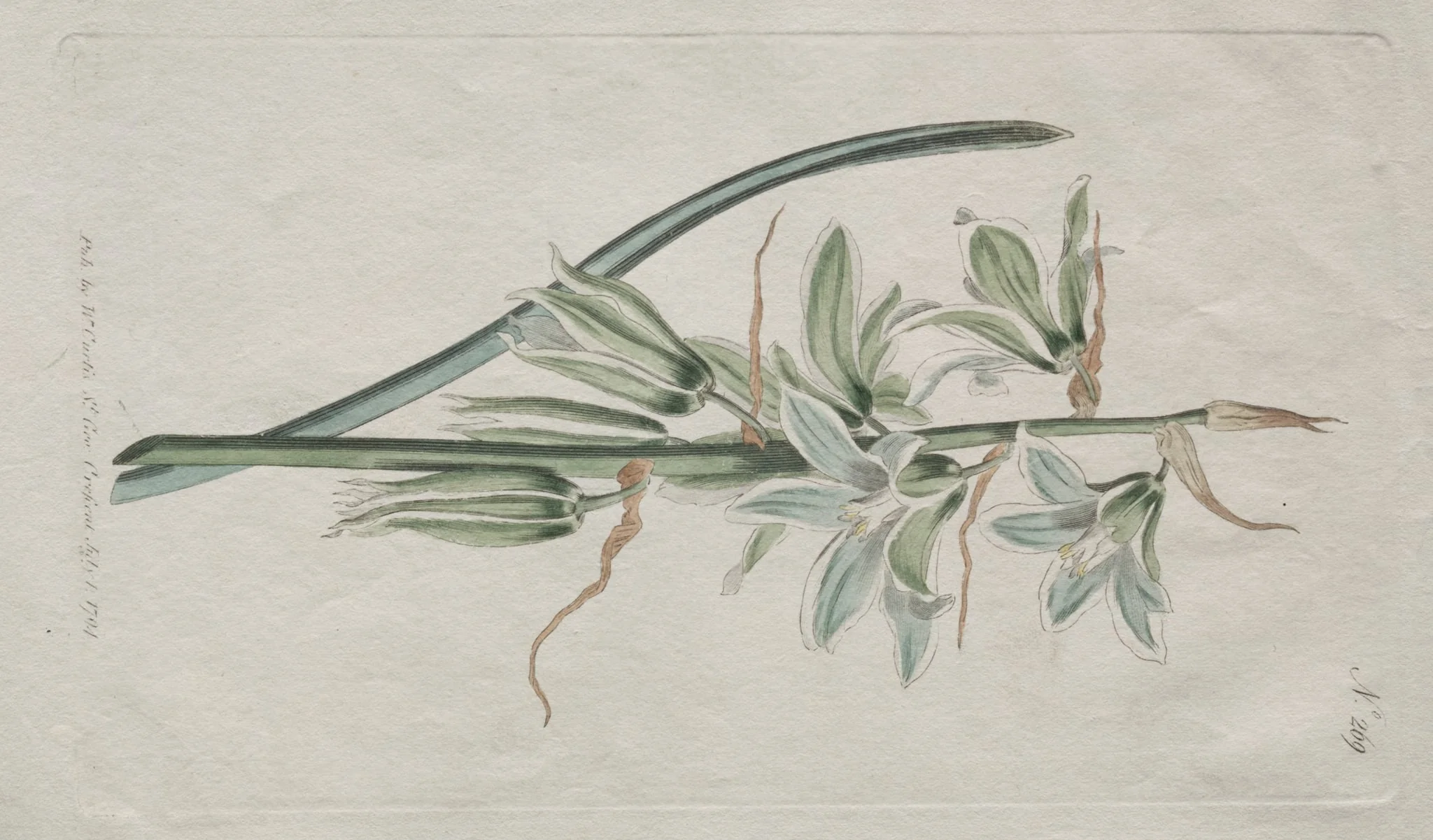 The Botanical Magazine or Flower Garden Displayed:  Star of Bethlehem