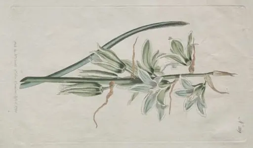 The Botanical Magazine or Flower Garden Displayed:  Star of Bethlehem