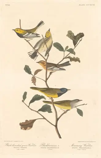 Black-throated Green Warbler, Blackburnian Warbler and Mourning Warbler