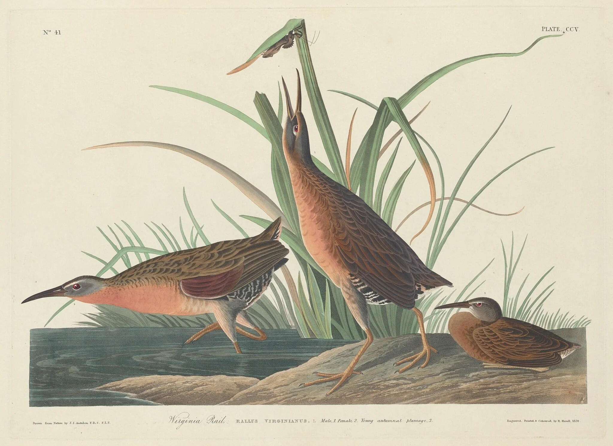 Virginia Rail, by Robert Havell Jr., ink, 1834