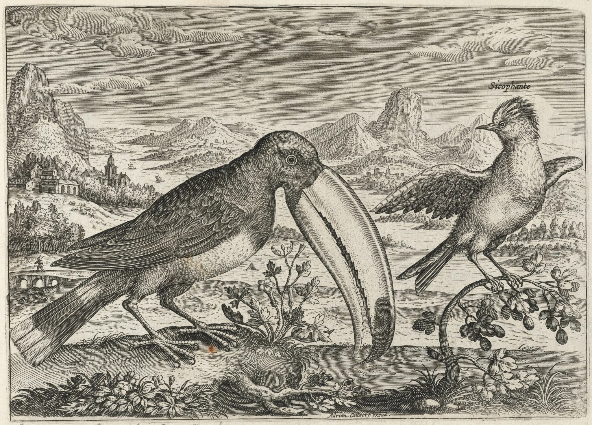 Toucan and Another Tropical Bird, by Adriaen Collaert, ink, 1600
