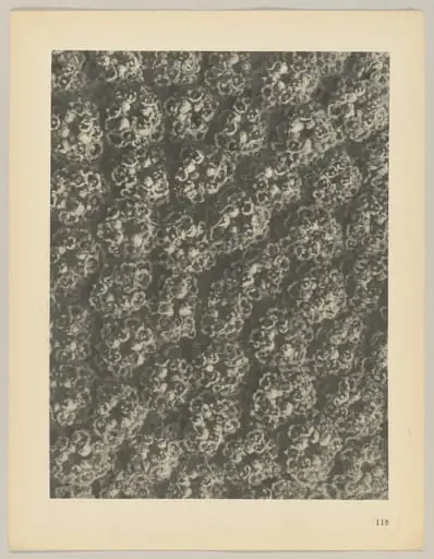 Achillea filipendulina