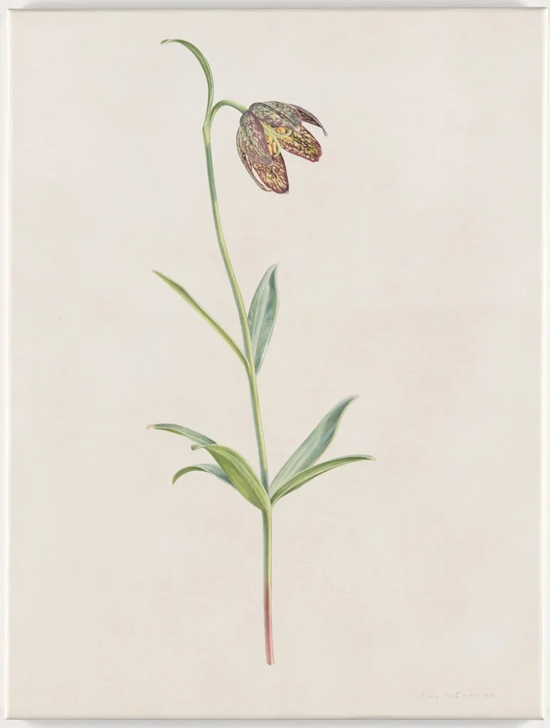 Untitled, by Rory McEwen, watercolor, 1981