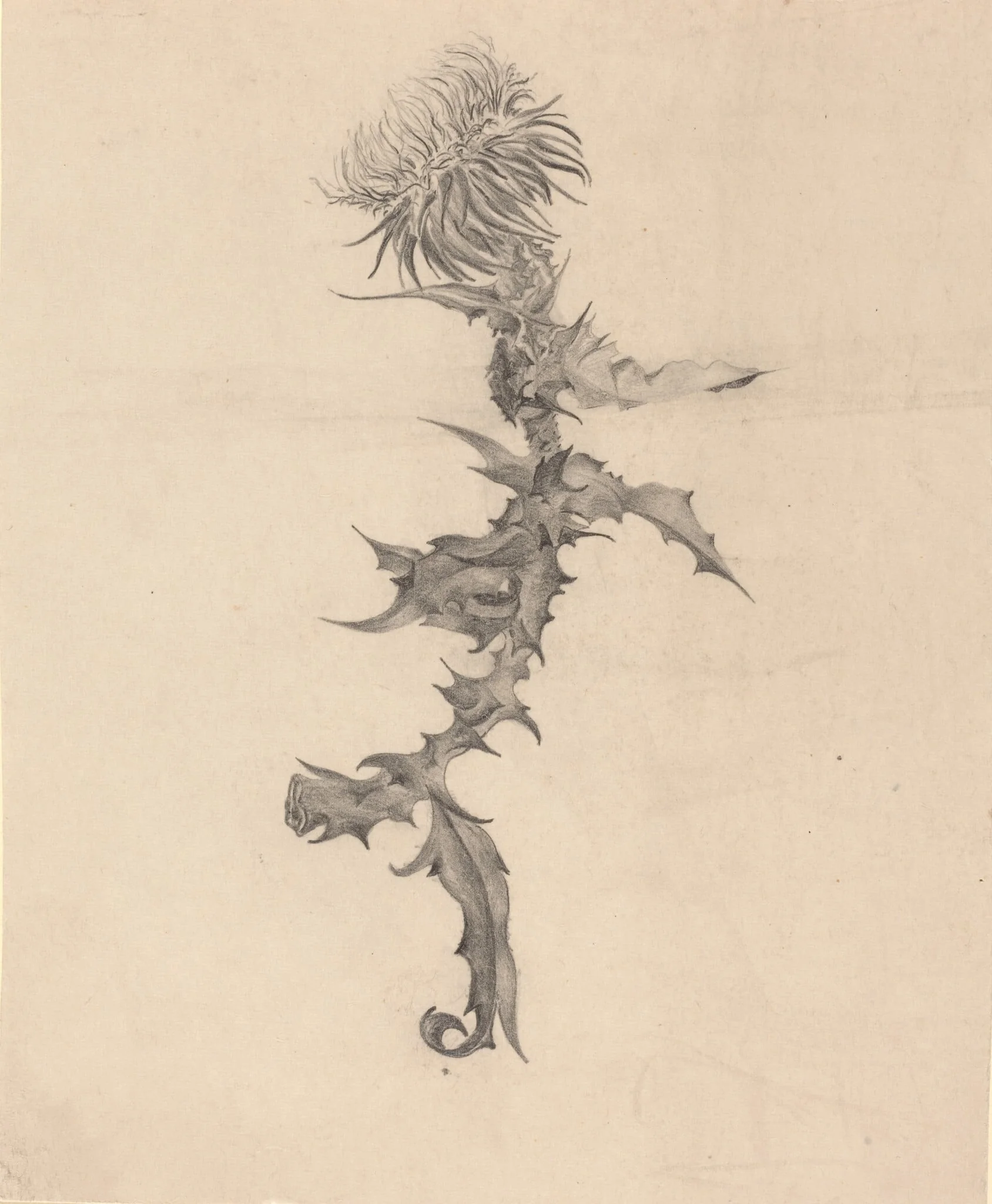 Thistle