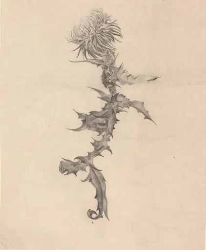 Thistle