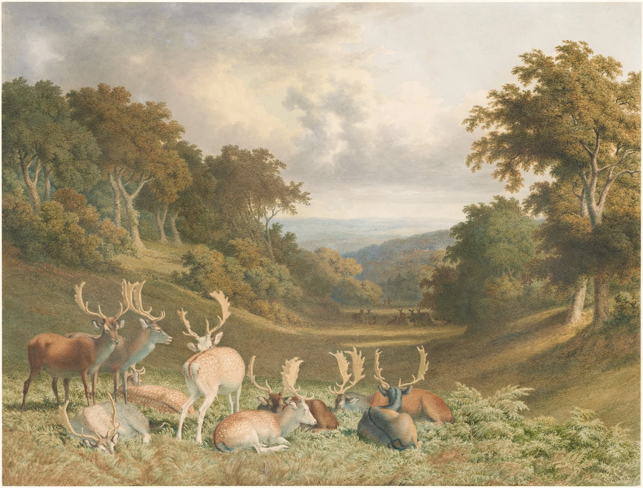 Stags in Knole Park, Kent
