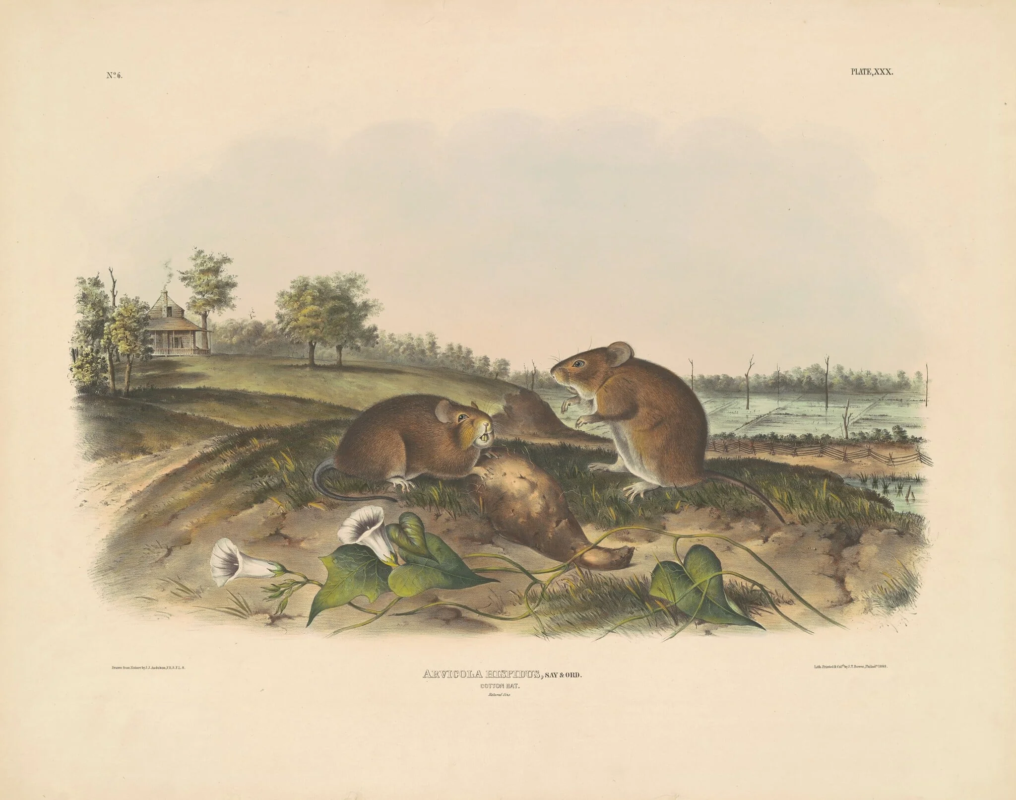 Cotton Rat