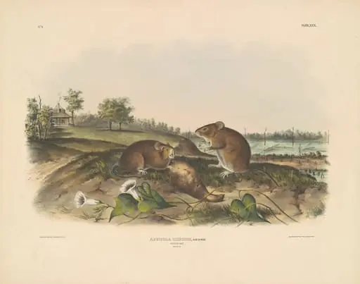 Cotton Rat
