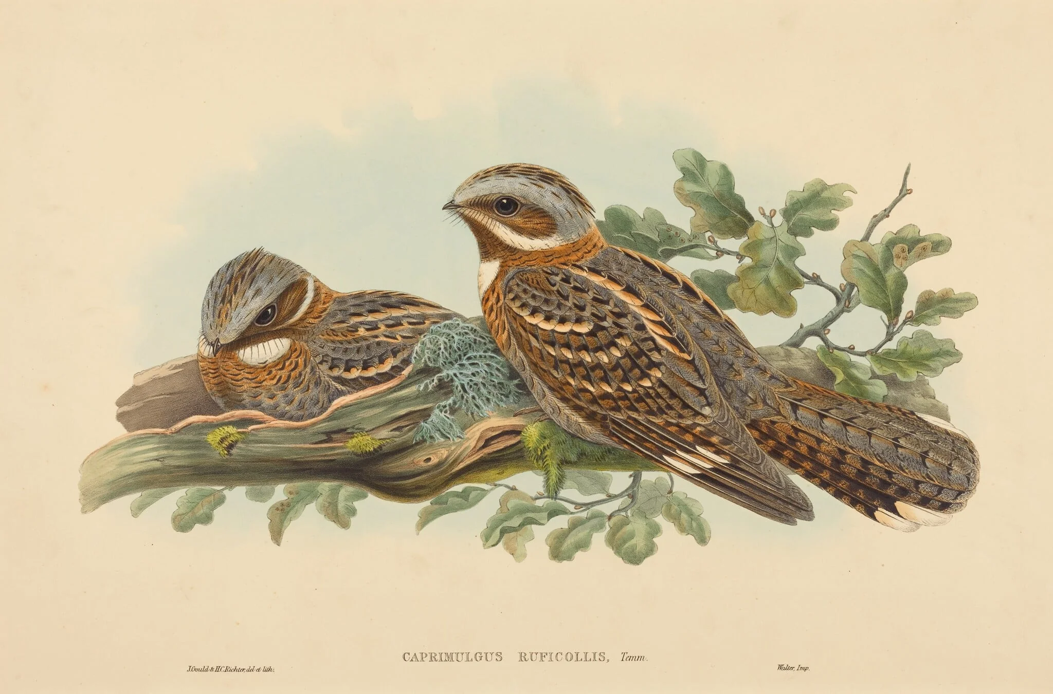 Caprimulgus Ruficollis, by H.C. Richter, ink, 1842