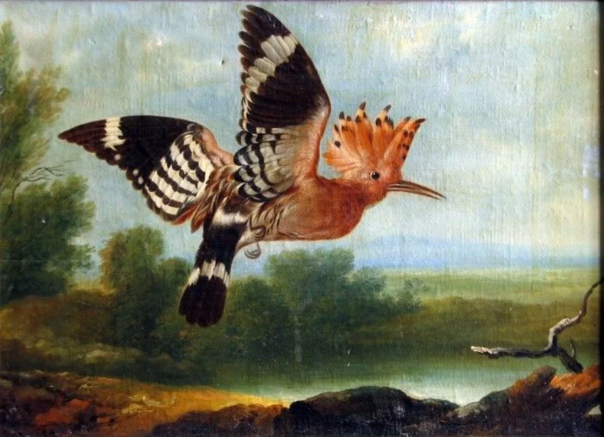 Pupăză zburând, by Hamilton, unspecified, 1699