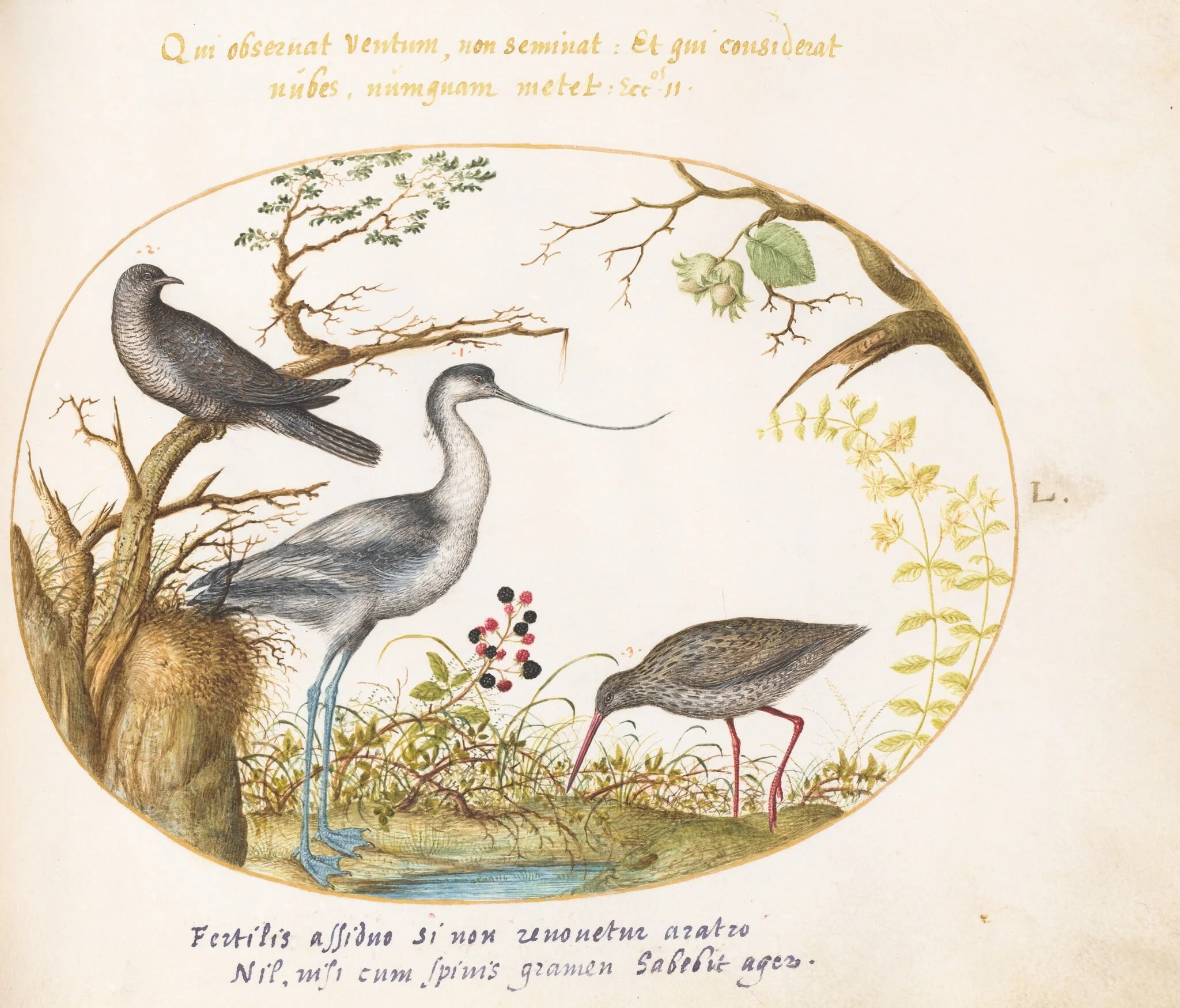 Plate 50: An Avocet with Two Other Birds, by Joris Hoefnagel, gouache, 1594