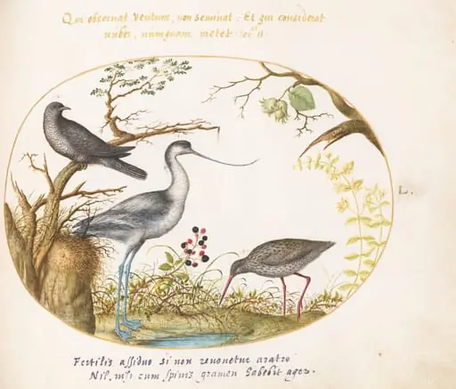 Plate 50: An Avocet with Two Other Birds