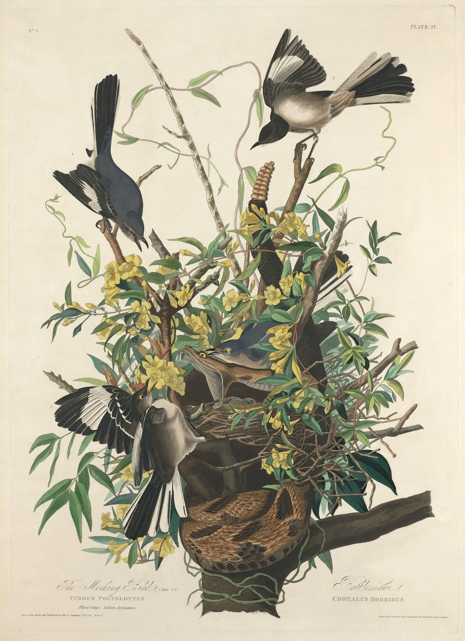 The Mocking Bird, by Robert Havell Jr., ink, 1827