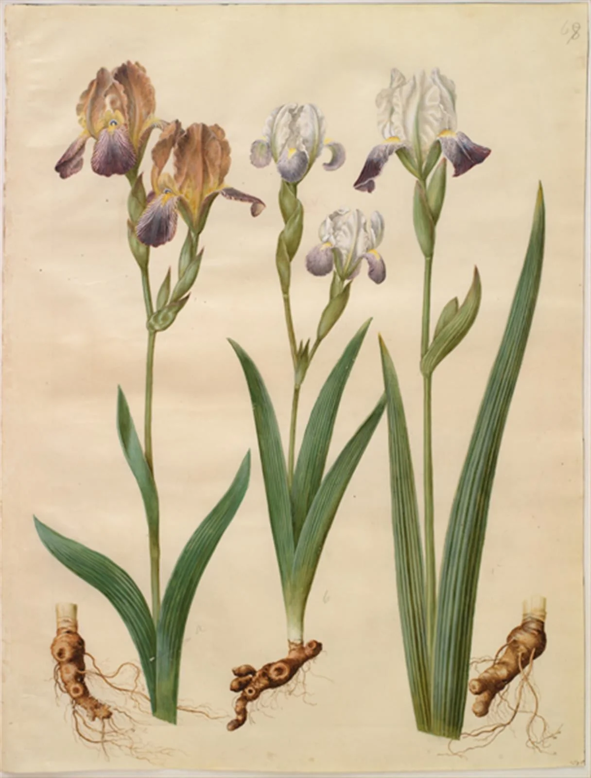 Iris ×sambucina (hylde-iris); Iris ×amoena (iris-hybrid), by Unknown, unspecified, 1654
