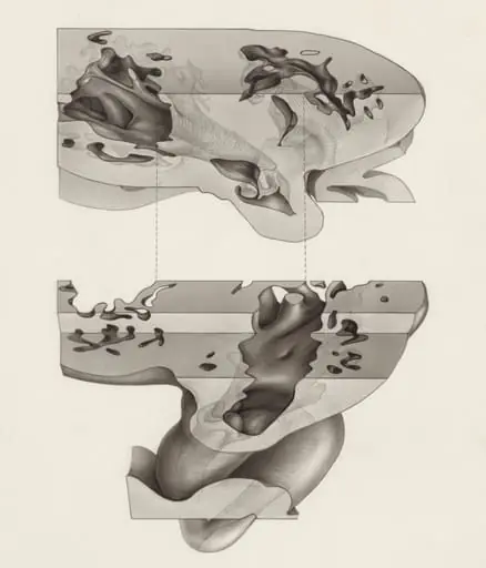 Embryonic heart