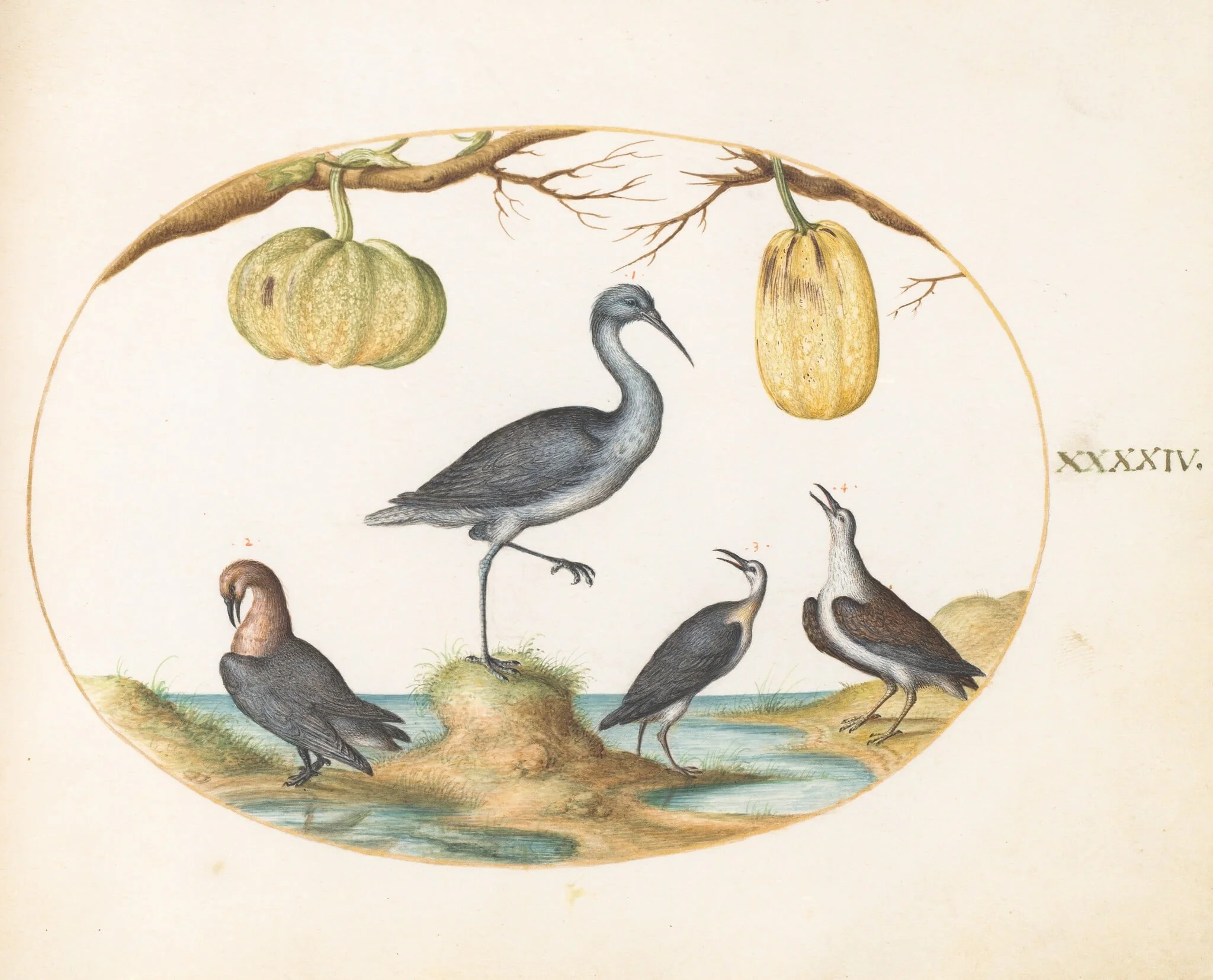 Plate 44: Godwit(?) and Sandpipers with Two Gourds, by Joris Hoefnagel, gouache, 1594