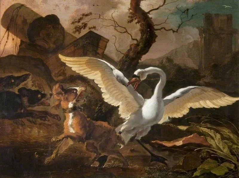 A Swan Enraged by Dogs, by Abraham Hondius, oil, 1671