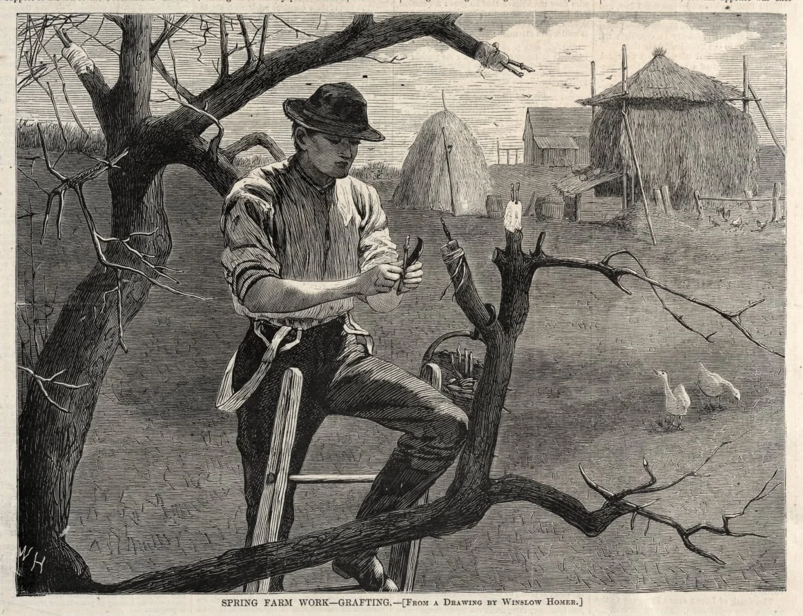 Spring Farm Work - Grafting, by Winslow Homer, 1870