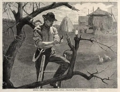 Spring Farm Work - Grafting