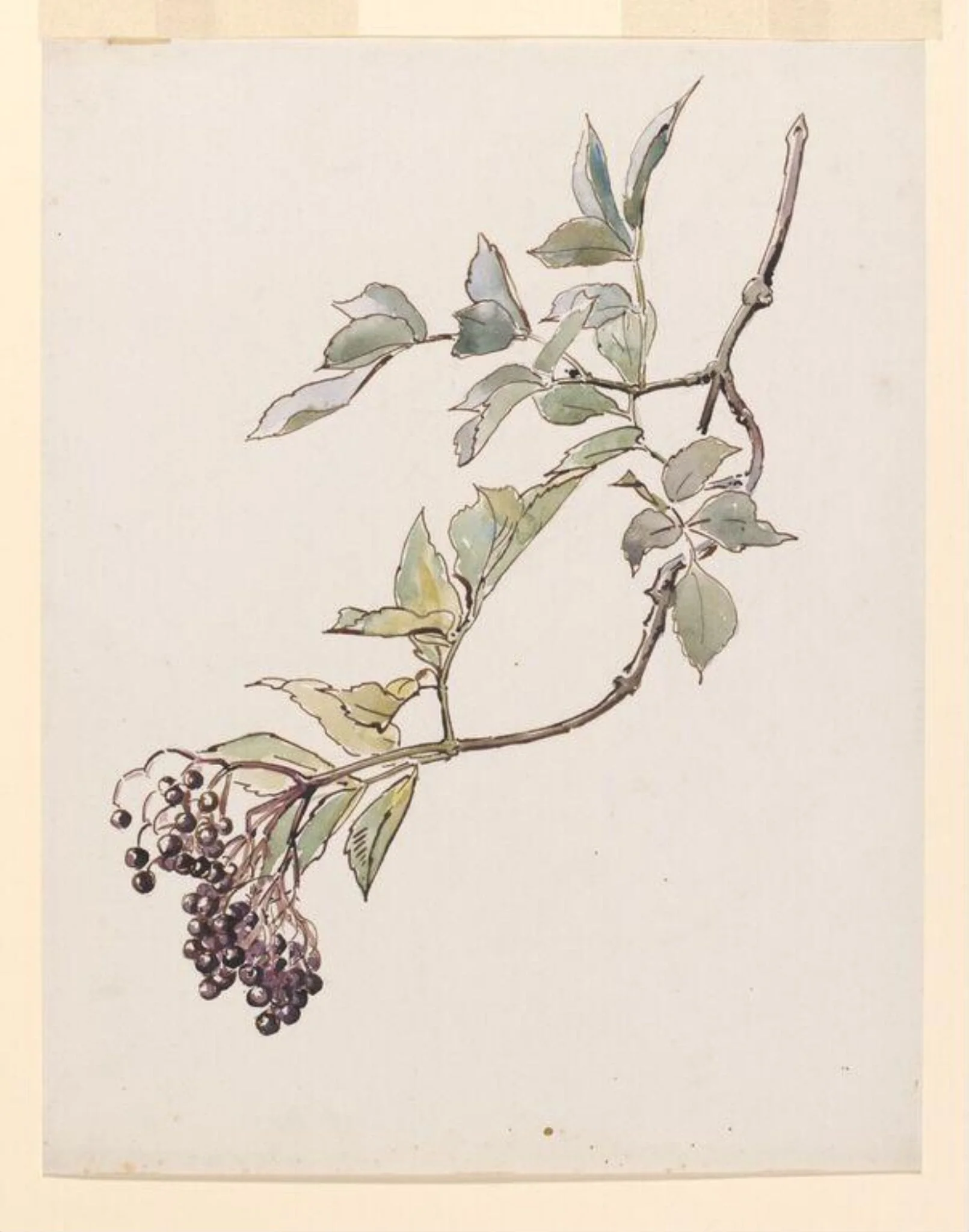 Study of a spray of elderberries