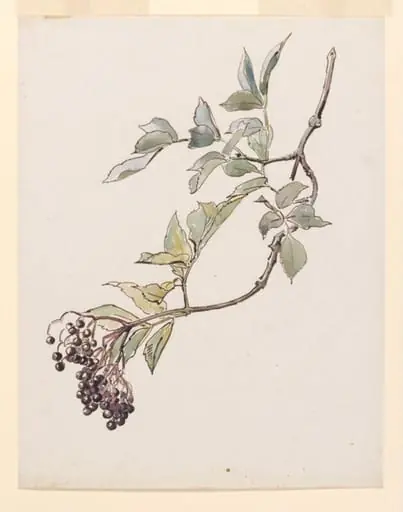 Study of a spray of elderberries