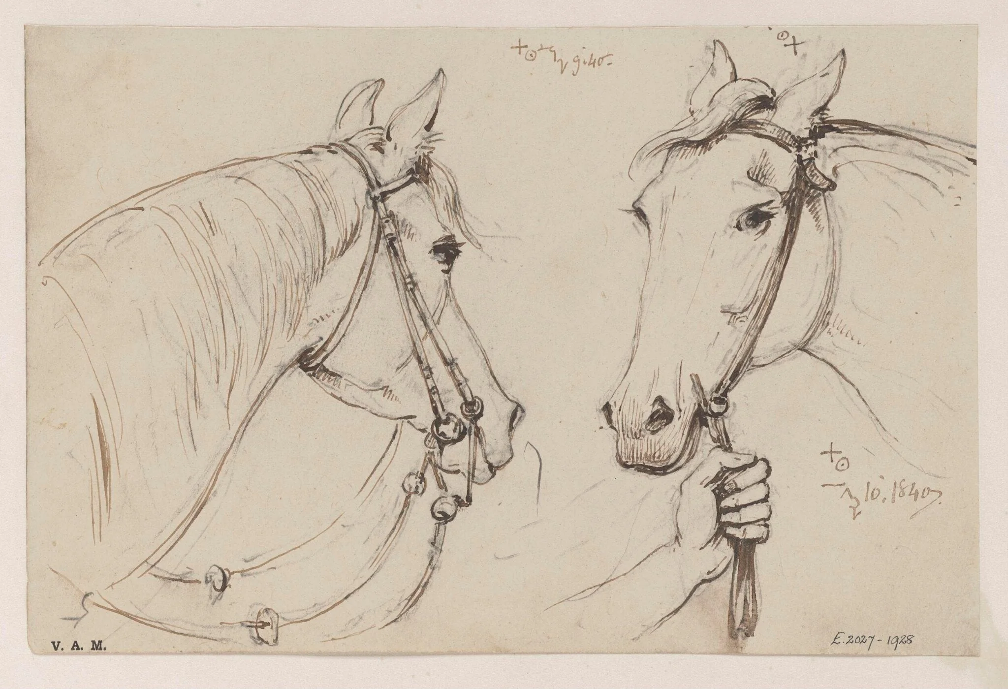 Two drawings of a horse's head