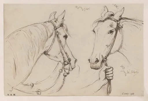 Two drawings of a horse's head