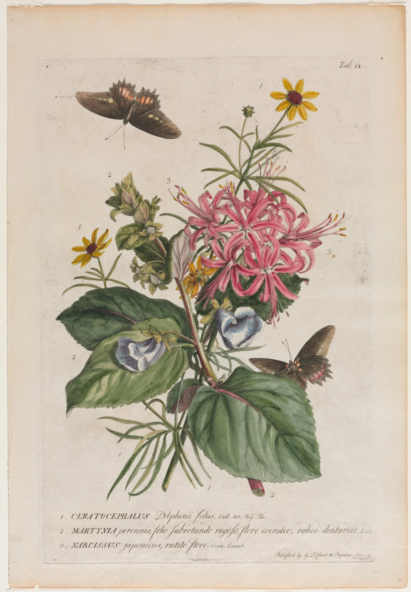 Plantae et papiliones rariores:  No. 9, by Georg Dionysius Ehret, 1749