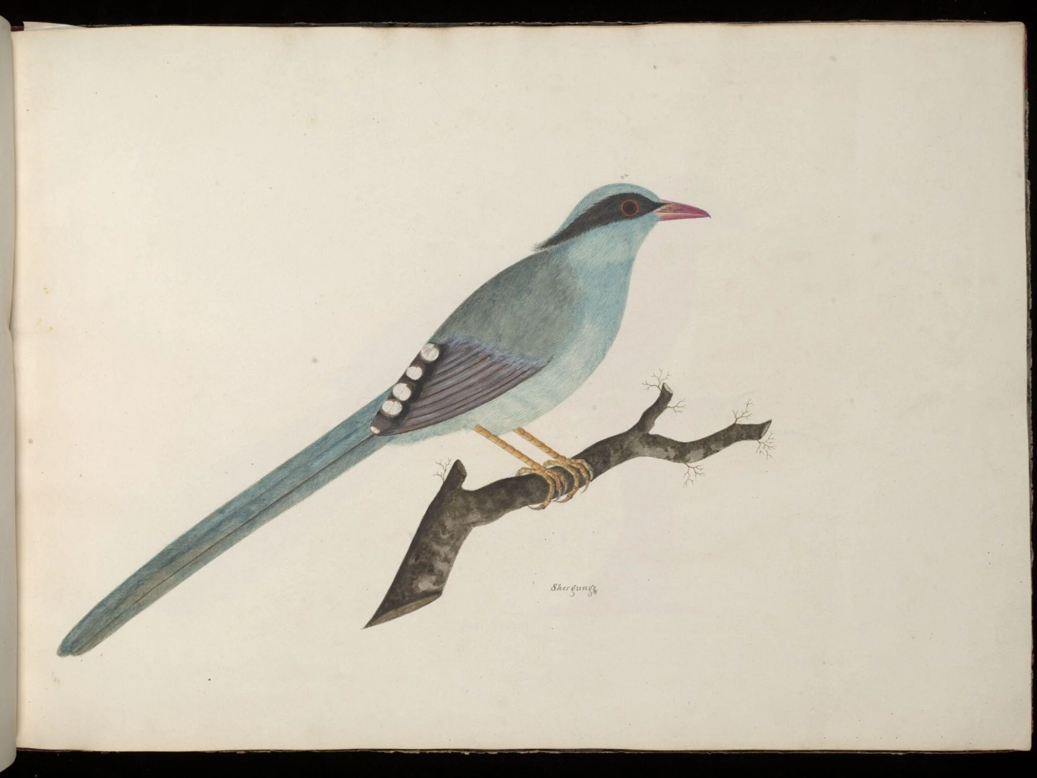 Green magpie