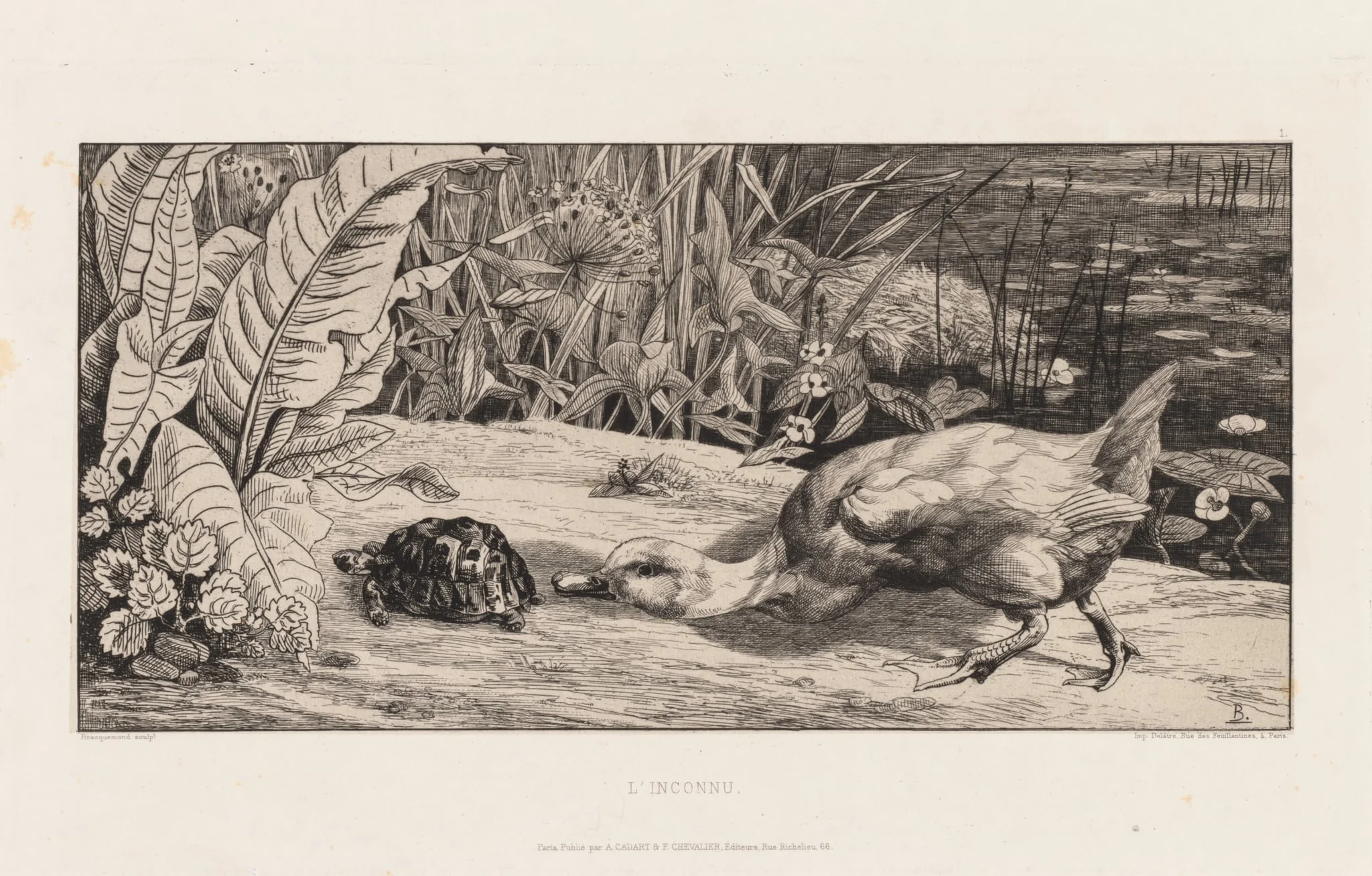 The Unknown (L'Inconnu), by Félix Bracquemond, 1862