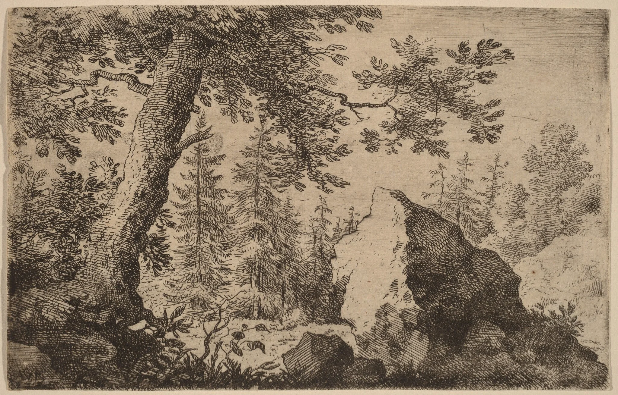 Boulder in the Woods
