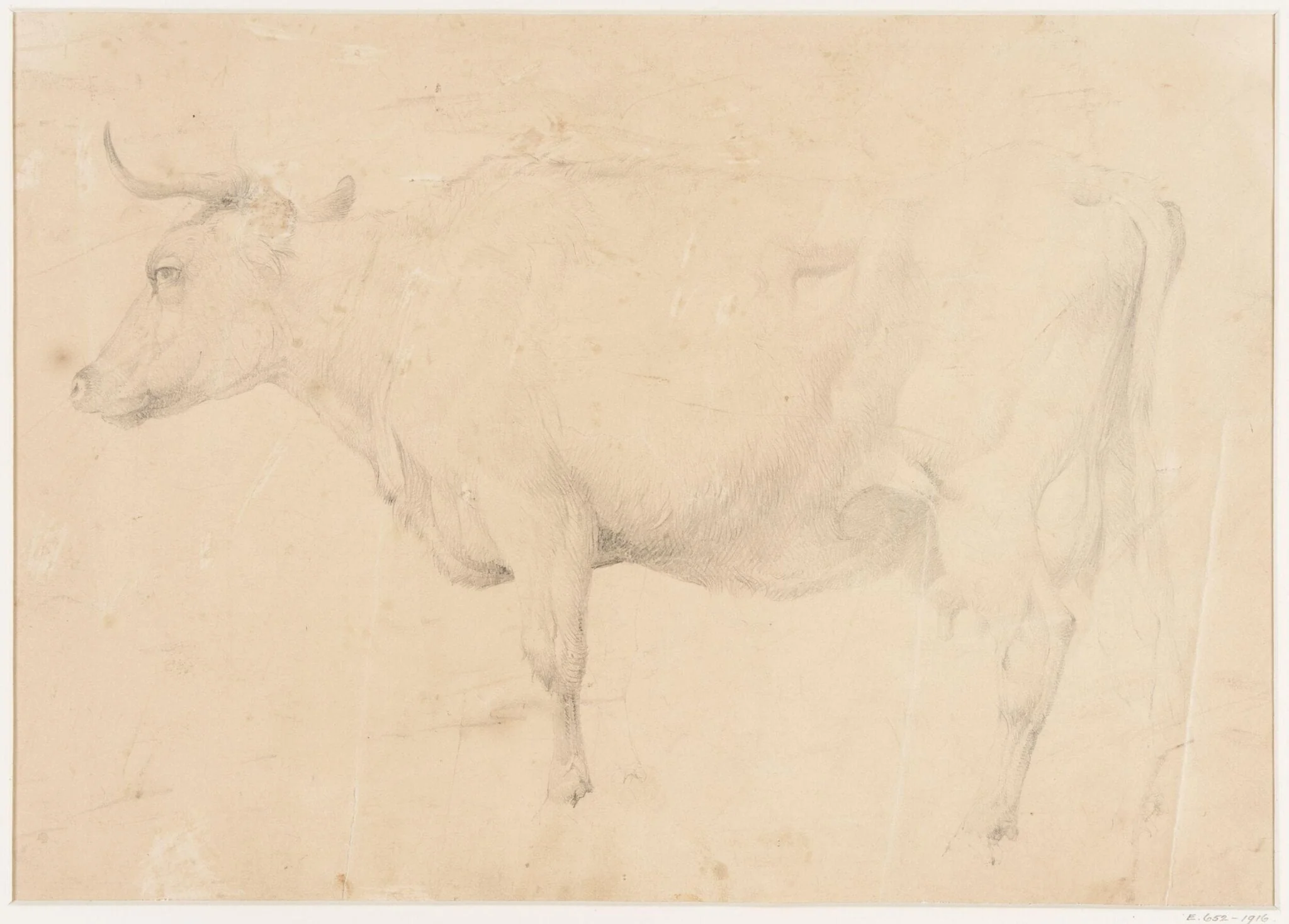 Study of a cow