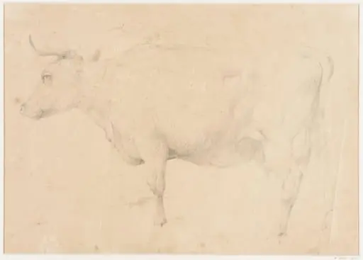 Study of a cow