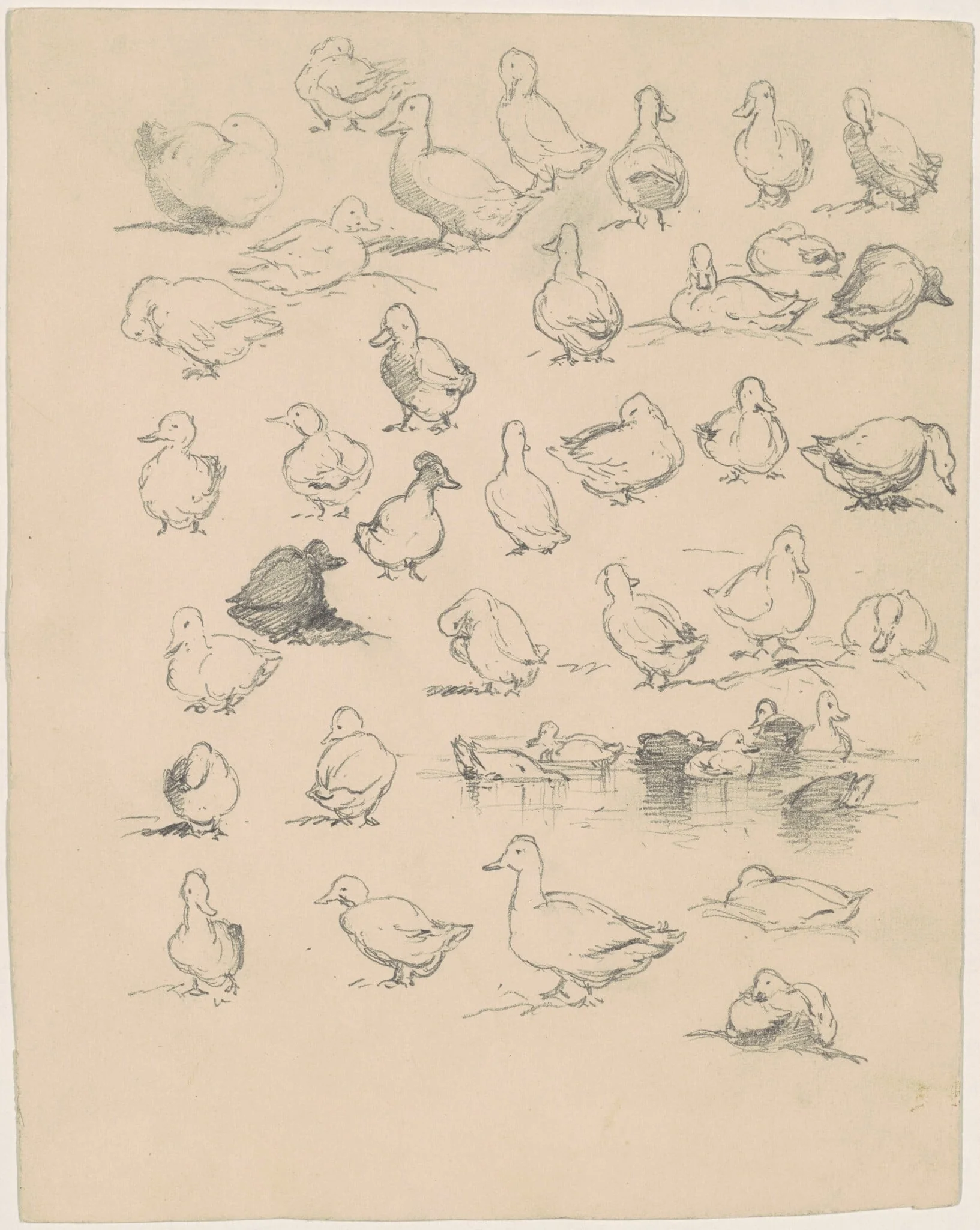 Ducks, by Andrew Fisher Bunner, graphite, 1880