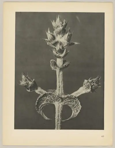 Salvia aethiopis
