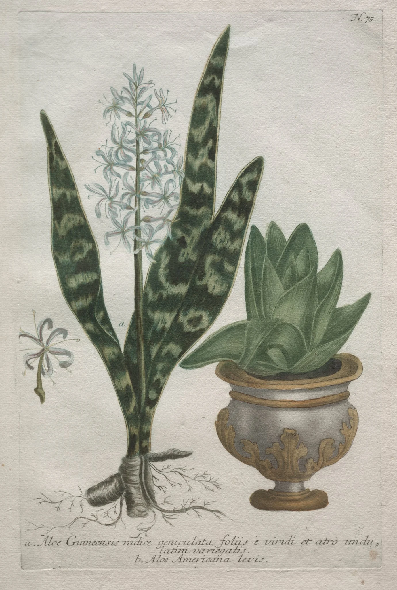 Aloes, by Bartholomäus Seuter, 1726