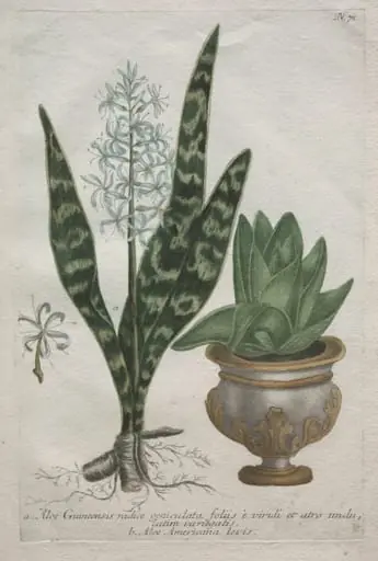 Aloes