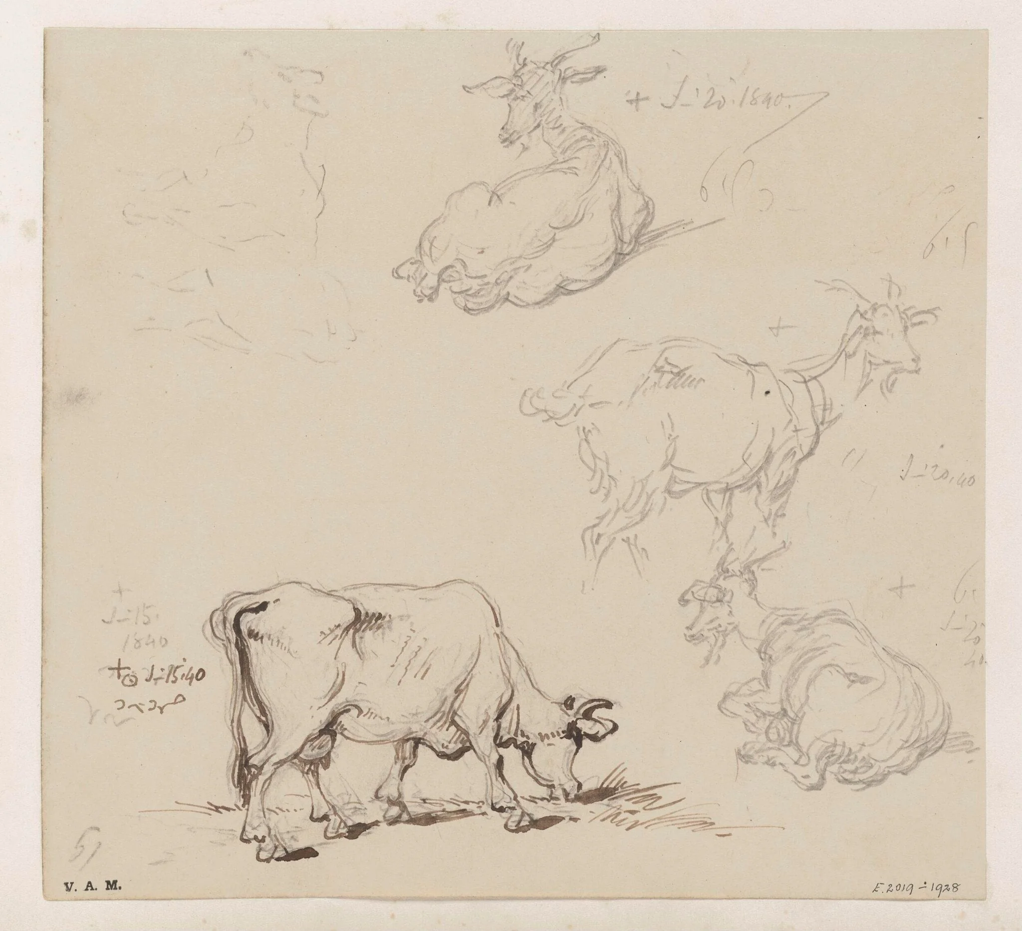 Cows and goats