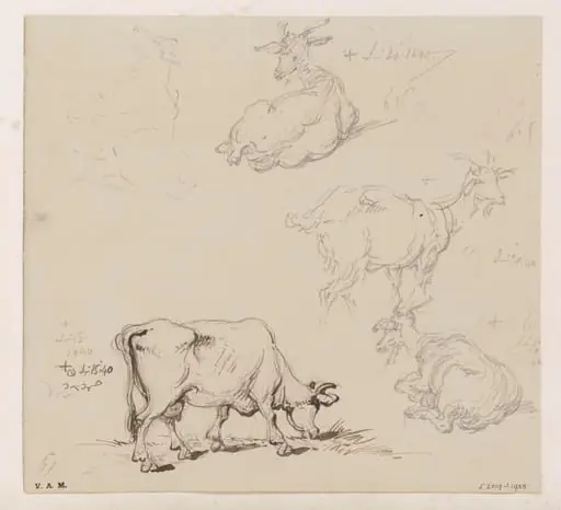 Cows and goats