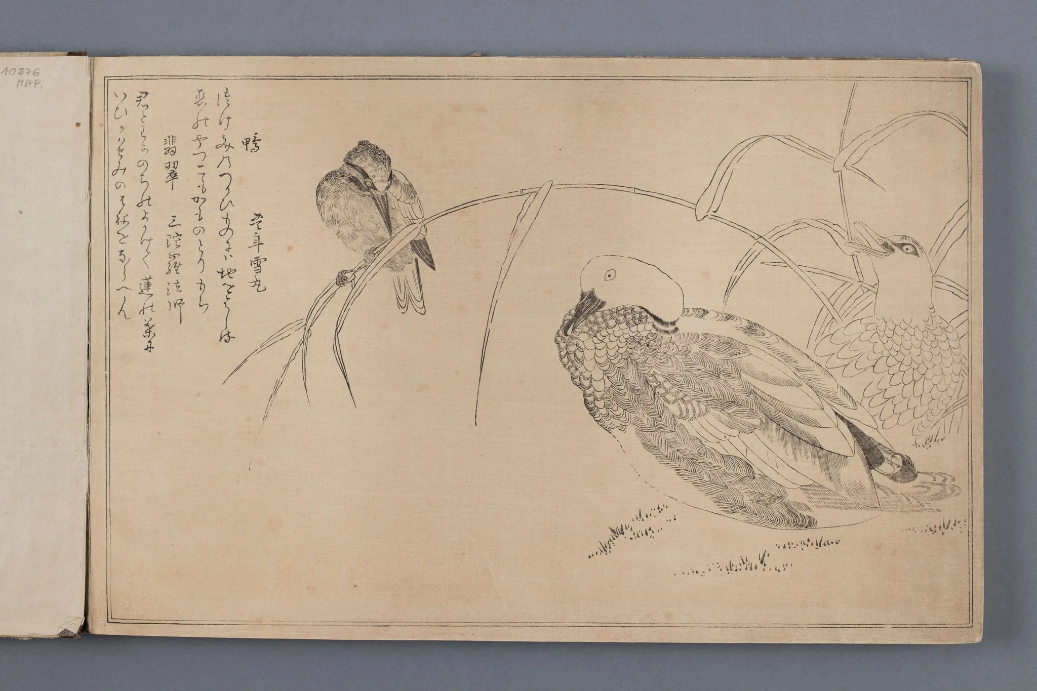 Kaczki i zimorodek (ilustracja z albumu Momo chidori kyōka awase) - zeszyt, w którym przedstawione są kolejne etapy wykonywania odbitki z drzeworytu., by Original woodcut autor 喜多川 歌麿 Kitagawa surname Utamaro name, 1350
