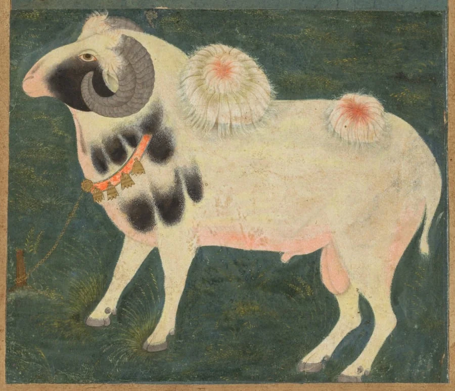 A royal ram with a gold chain, by Unknown, unspecified, 1704